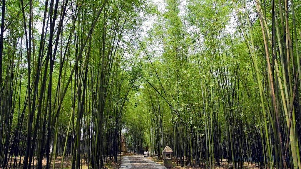 萬畝竹林 萬畝竹林